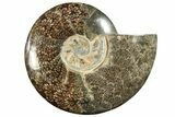 Polished Fossil Ammonite (Cleoniceras) - Madagascar #233760-1